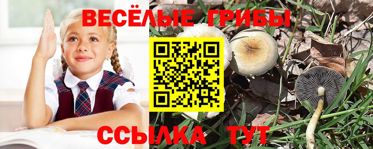 Псилоцибиновые грибы MAGIC MUSHROOMS Котельники
